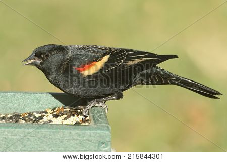 Male Red-winged Blackbird Agelaius phoeniceus on a feeder with a green background