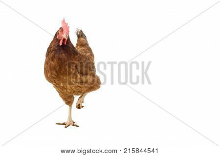 brown hen isolated on white copy space.