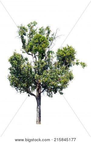 Tree isolated backgroundIron wood tree is deciduous isolated on white background (Pyinkado).