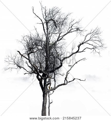 Dry tree split backdrop.Dry tree split backdrop.