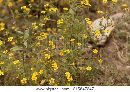 Flowers Of Guizotia Schimperi