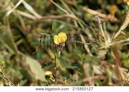 Indian Jointvetch (aeschynomene Indica)