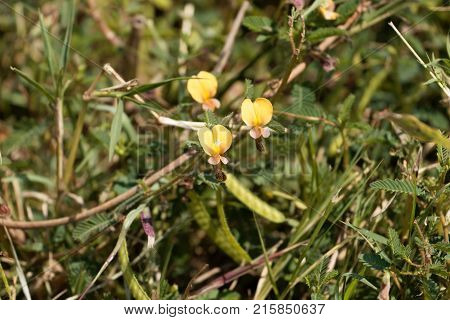 Indian Jointvetch (aeschynomene Indica)