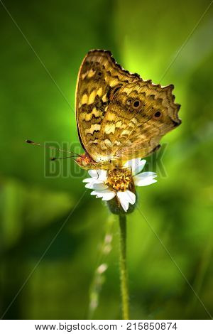 View of butterfly sitting on a white grass flower