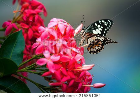 Closeup view of butterfly on the red Vixora flowers