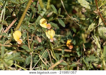 Indian Jointvetch (aeschynomene Indica)