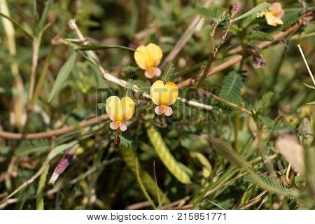 Indian Jointvetch (aeschynomene Indica)
