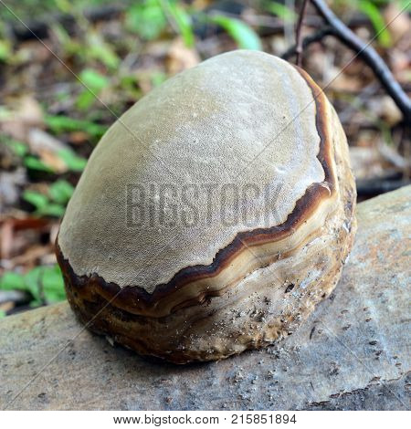 fomes fomentarius fungus on a tree log