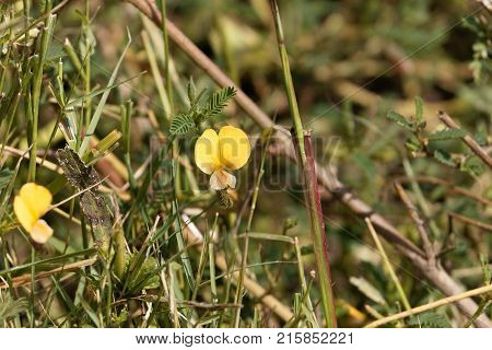 Indian Jointvetch (aeschynomene Indica)
