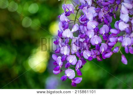 Beautiful Purple Wisteria Flowers