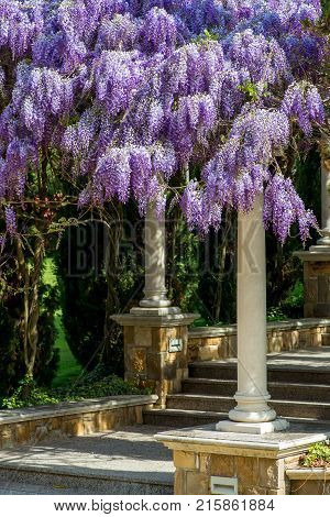 Beautiful Purple Wisteria Flowers