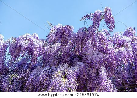 Beautiful Purple Wisteria Flowers