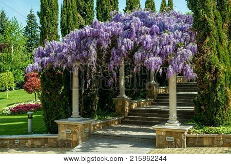 Wisteria blossoming flowers -  spring nature background