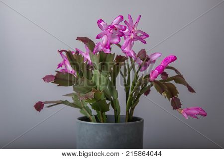 Blooming Pink Christmas Cactus schlumbergera in a pot on white background. Epiphyllanthus, Epiphyllum, Zygocactus, Zygocereus