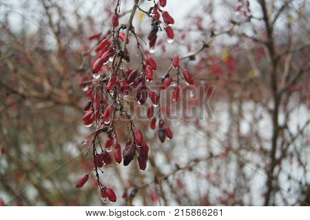 Rain drops on red barberry berries in the garden.