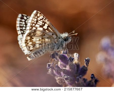 a pretty checkerd skipper butterfly sipping nectar from a flower