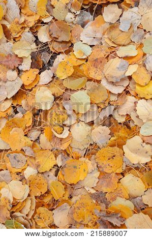 The autumn season yellow leaves on the ground