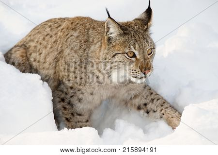 Eurasian lynx in the snow in cold winter in Troms county, Norway.