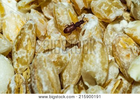 Beetles Crawl On The Rump