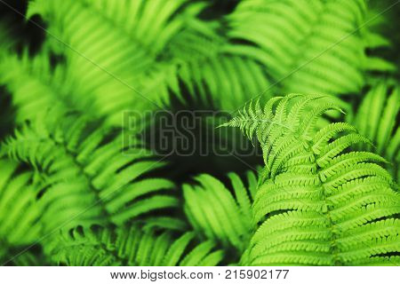 Perfect natural fern pattern. Beautiful background made with young green fern leaves.