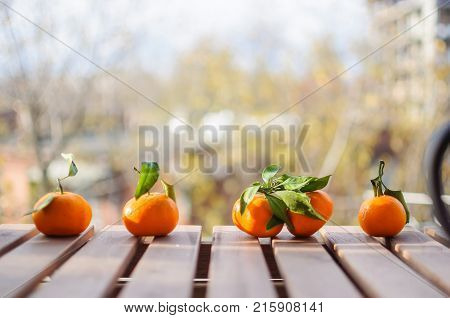 Close up five mandarin oranges lying on wooden surface outside