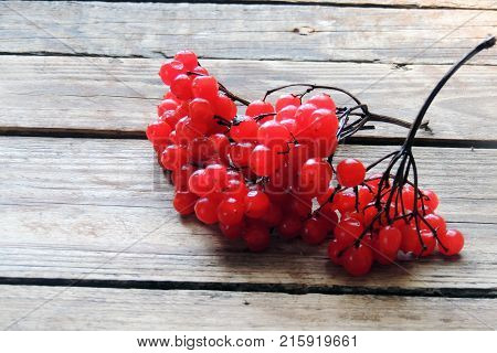 Red ripe Viburnum, kalina in autumn on wooden background