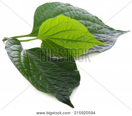 Piper sarmentosum isolated on white background leafbush, wildbetal, green, leaf, herb, fresh, nature, pattern