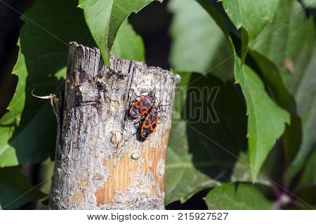 Two beetles of firebug sit on a wooden peg (Pyrrhocoris apterus)