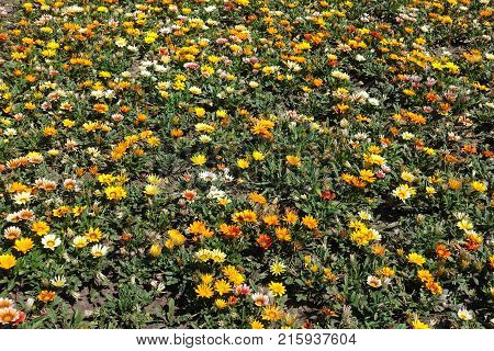 Flowerbed with lots of bright flowers of gazania