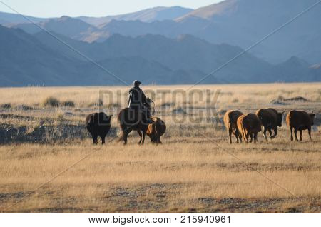 Mongolian horse rider the snowy mountains in the winter of mongolia during the golden eagle festival