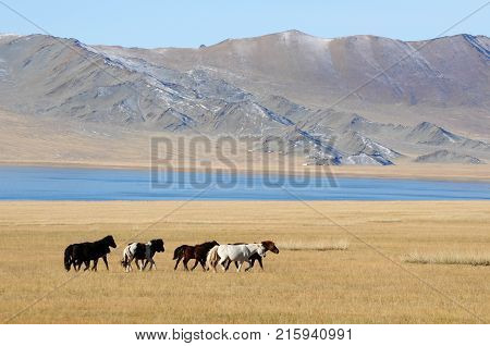 Mongolian horse rider the snowy mountains in the winter of mongolia during the golden eagle festival