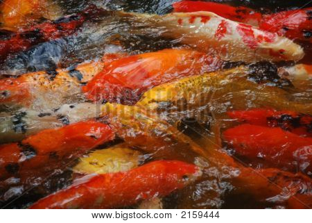 Koi ryb