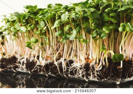 Fresh micro greens closeup isolated at white background reflecting in glass table. Growing redish sprouts for healthy salad. Eating right, stay young and modern restaurant cuisine concept
