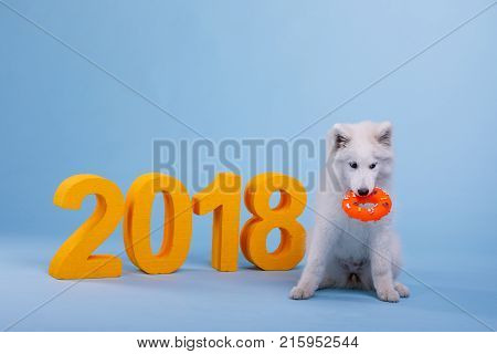 Lovely puppy of the breed Samoyed white color sits and holds a rubber toy in his teeth. On a blue background, next to the orange big number 2018.