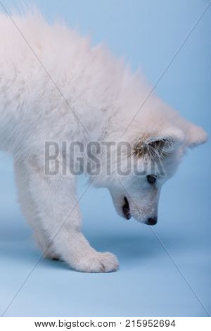 A small white fluffy puppy, standing on his paws, leaned down. On a blue background.