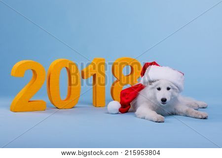 A small thoroughbred puppy Samoyed dressed in a red santa hat lies on the floor next to a large orange numeric 2018. On a blue background. Symbol of the new year.