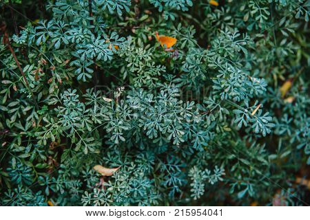 Close Up On Ruta Graveolens Plant, Top View