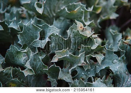 Close Up On Ruta Graveolens Plant, Top View