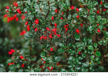 Close Up On Ruta Graveolens Plant, Top View