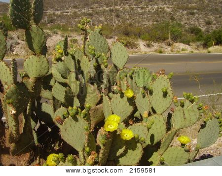 Fiore Cactus