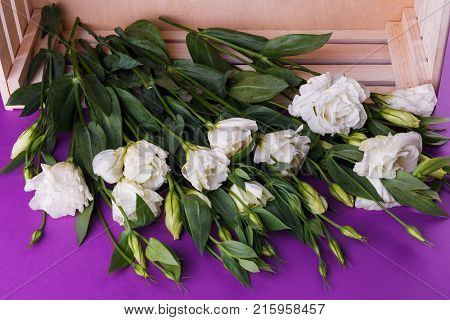 White delicate Japanese rose eustoms with beautiful fluffy open buds on a purple background near a wooden drawer. View from above.