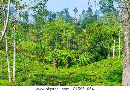 The scenic valley is occupied with beautiful tea plants and lush trees Demodara Ella Sri Lanka.