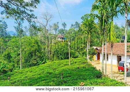 The lush greenery of Sri Lankan highlands famous for its tea estates and rain forests Demodara Ella.