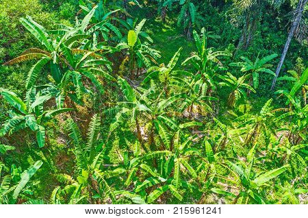 The view on palm garden located in gorge under the Nine Arch Bridge in Damodara Ella Sri Lanka.