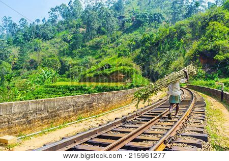 The local farmer goes along the rails of Nine Arch Bridge carrying the armful of long branches for making the fence Demodara Ella Sri Lanka.