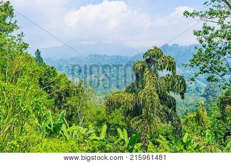 The rainforest on the with a view on cloudy mountains on the background Damodara Ella Sri Lanka.
