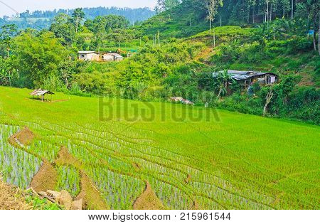 The scenic village with old houses on the green hill and terrace paddy field on the foreground Ketawala Sri Lanka.