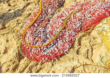 The seine with whitebait fish lies on the sand of Bentota beach Sri Lanka.