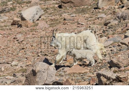 a mountain goat nanny and kid in the Colorado high country