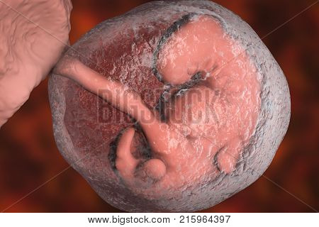 Four week embryo, late part of the fourth week on pregnancy, scientifically precise 3D illustration